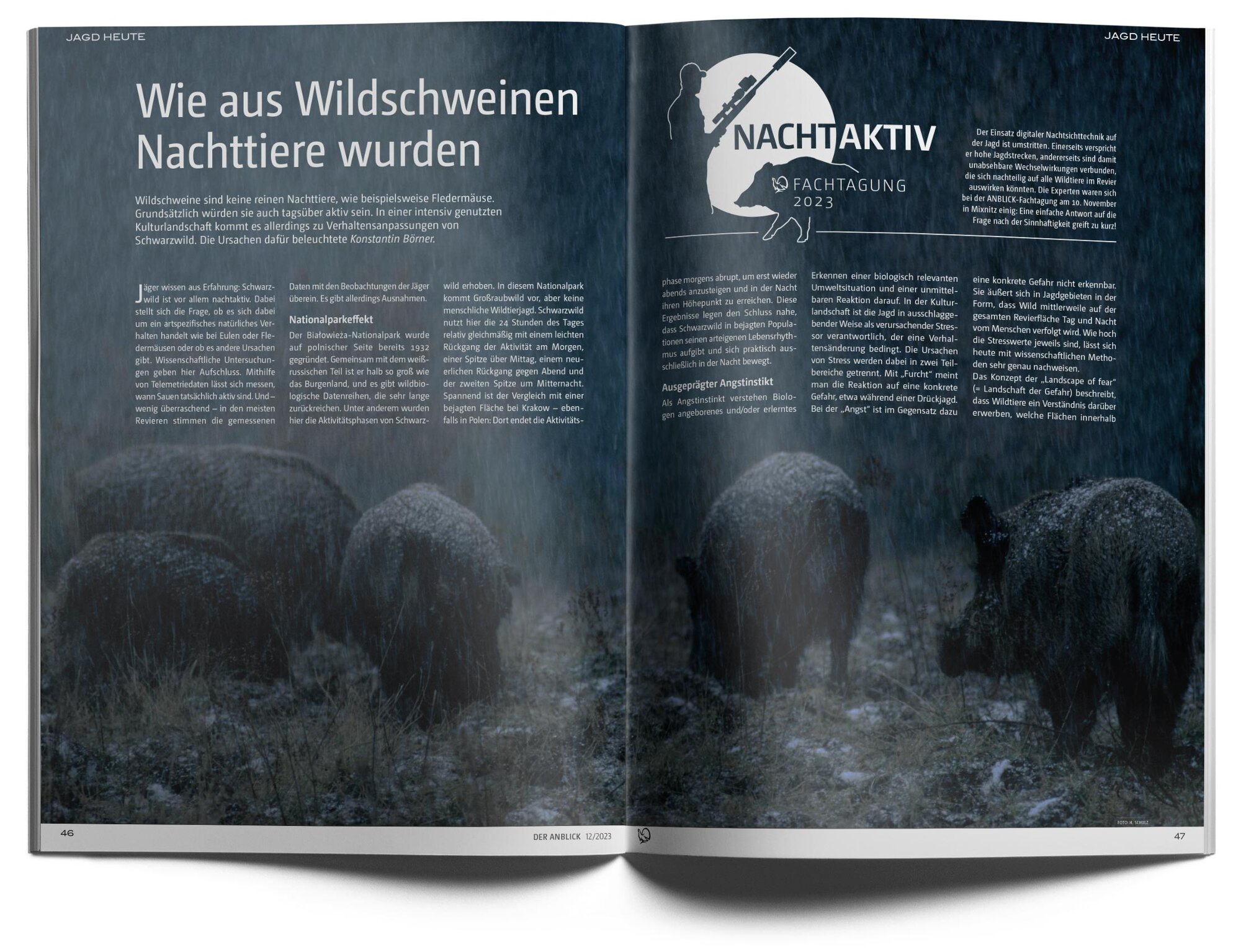 Wildwechsel – Die herbstliche Gefahr am Morgen und am Abend