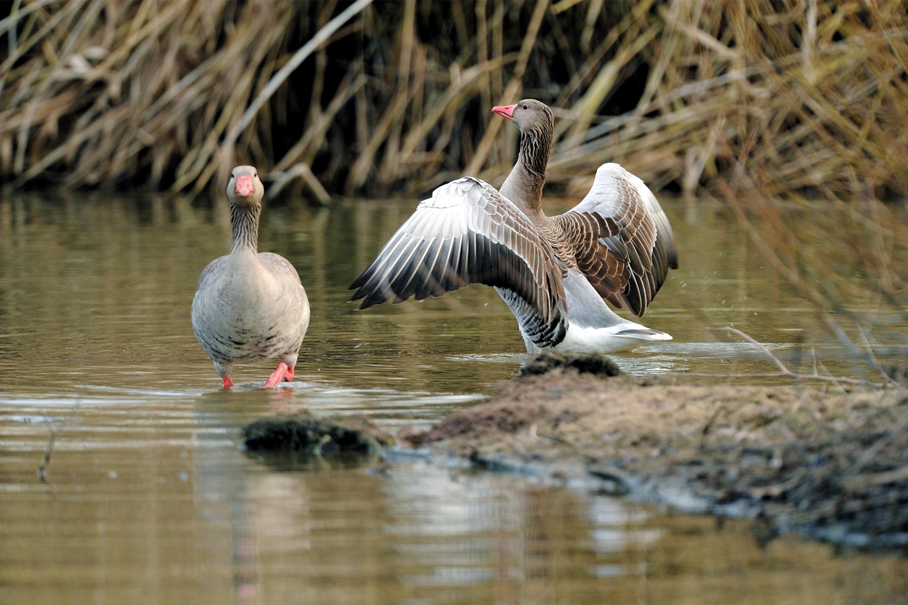 Übertragen wird die Vogelgrippe vor allem durch Wasserwild,  problematisch hingegen ist sie besonders für Hühnervögel aller Art.